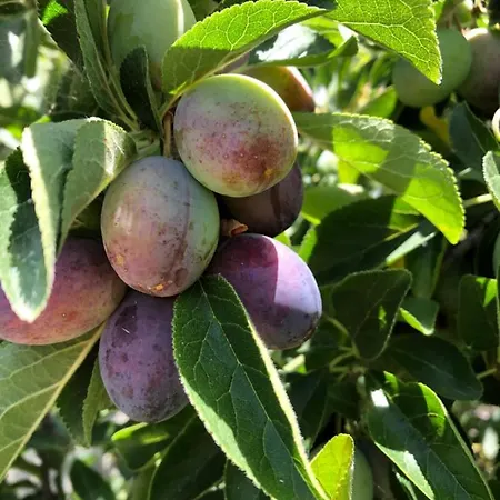 Casa Martins Country No5 דירה