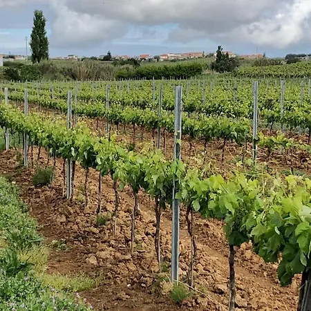 Casa Martins Country No5 Apartman Freiria