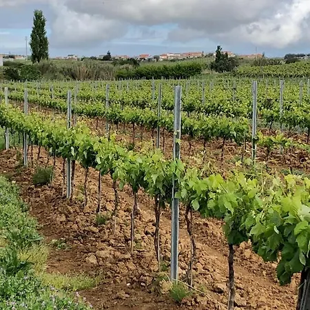 Casa Martins Country No5 Διαμέρισμα Freiria
