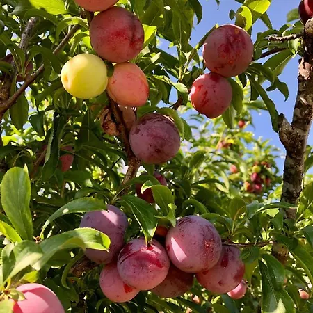 Casa Martins Country No5 * Freiria