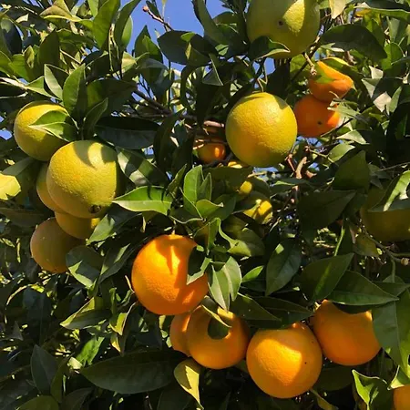 Casa Martins Country No5 Apartment Freiria