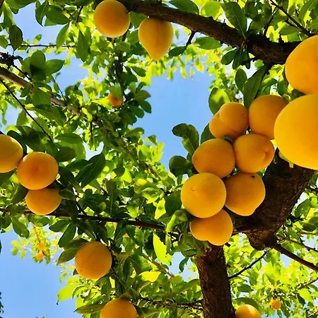 Casa Martins Country No5