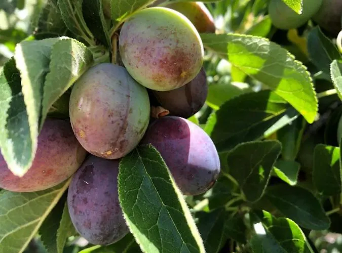 Casa Martins Country No5 Appartement