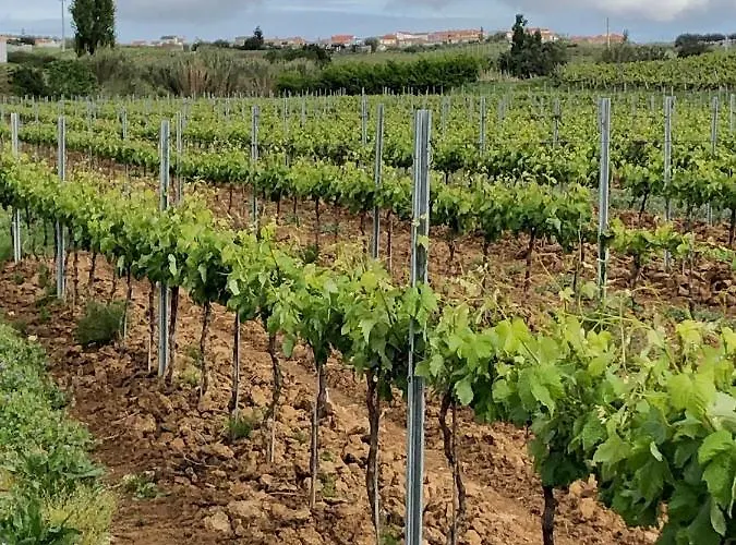 Casa Martins Country No5 アパート Freiria