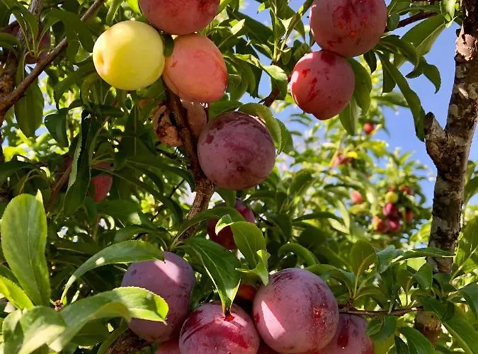 Casa Martins Country No5 * Freiria