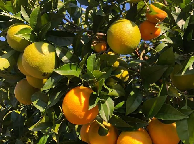 Casa Martins Country No5 Appartement Freiria