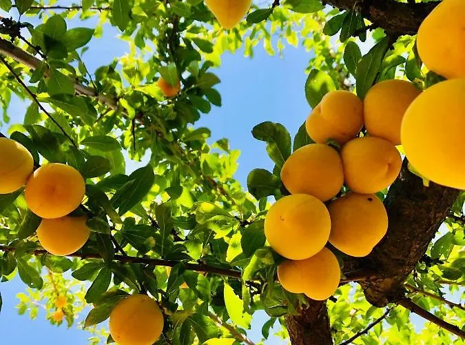 Casa Martins Country No5